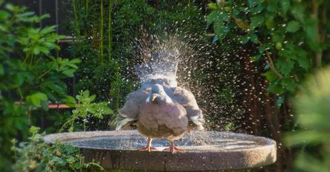 A pigeon in water in a bird bath in a garden (Representative Cover Image Source: Pexels | Helgaka)