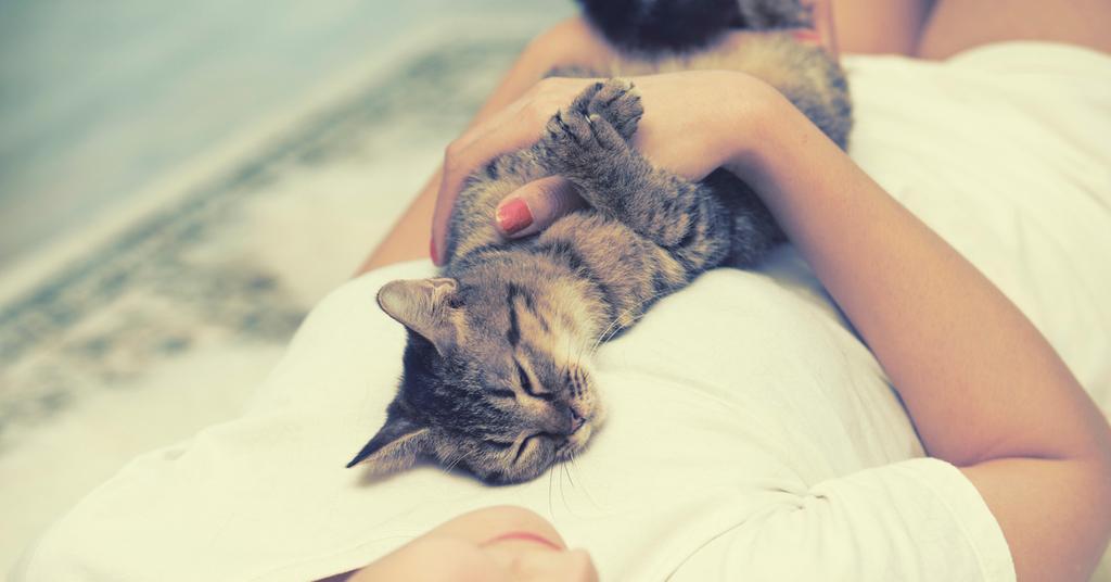 Does My Cat Sleeping on My Chest Have a Spiritual Meaning?