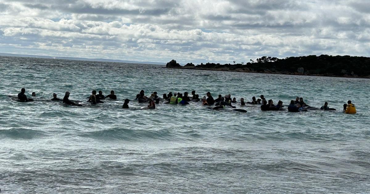 Groups of volunteers in the water with pilot whales attempting to rescue them.