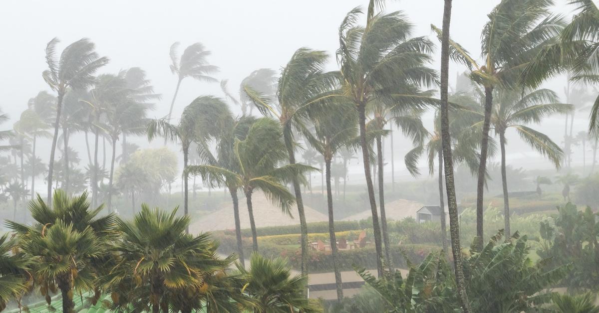 Palm trees bending in the wind during a hurricane.