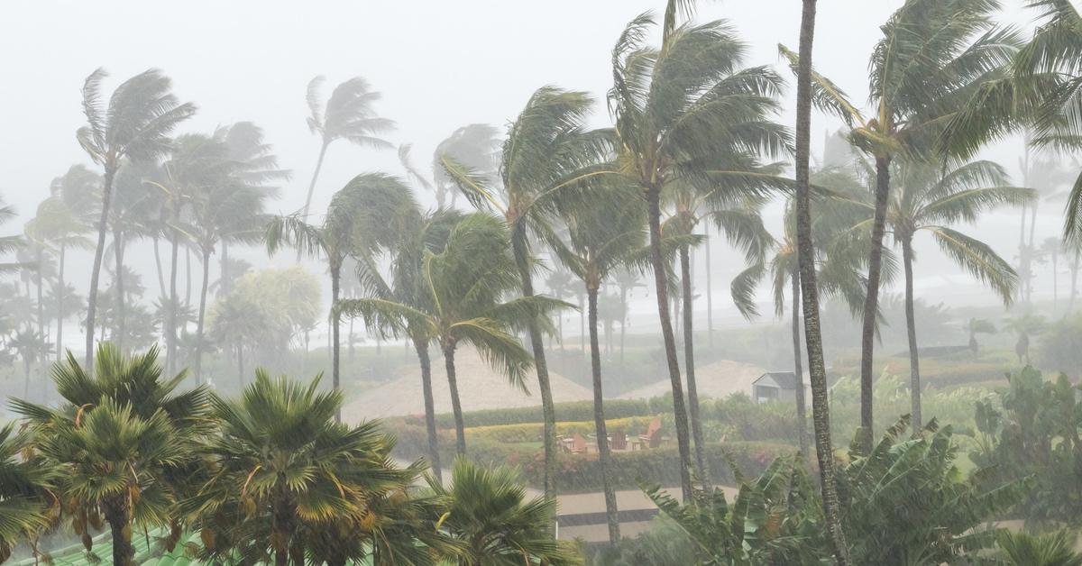 Palm trees bending in the wind during a hurricane. 