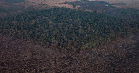 amazon rainforest savanna