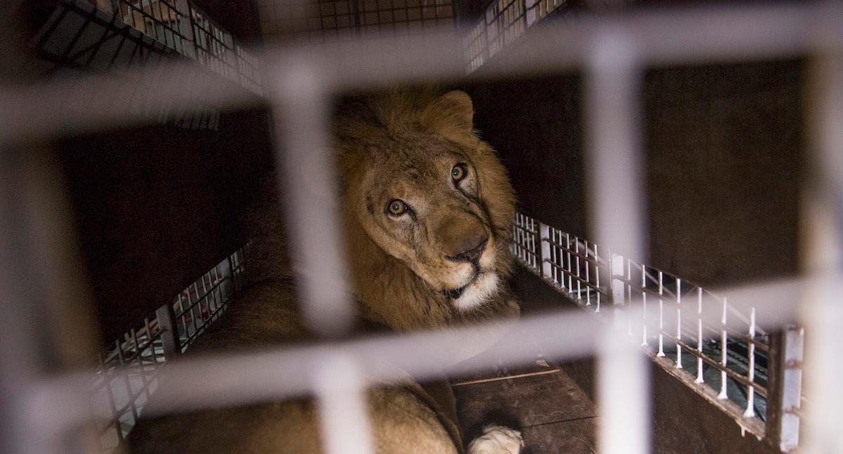 Caged lion in captivity