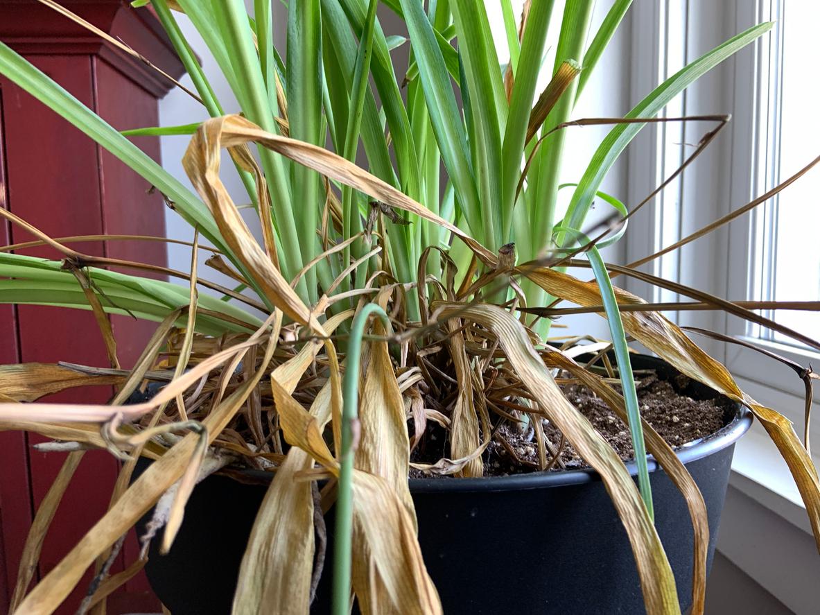 A spider plant is pictured in a pot with unruly brown leaves.