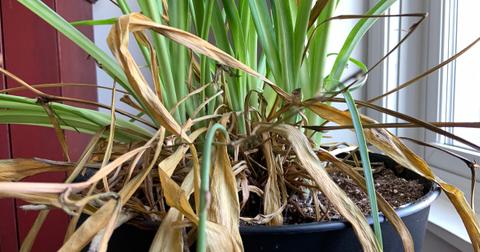 Here's How to Propagate a Spider Plant