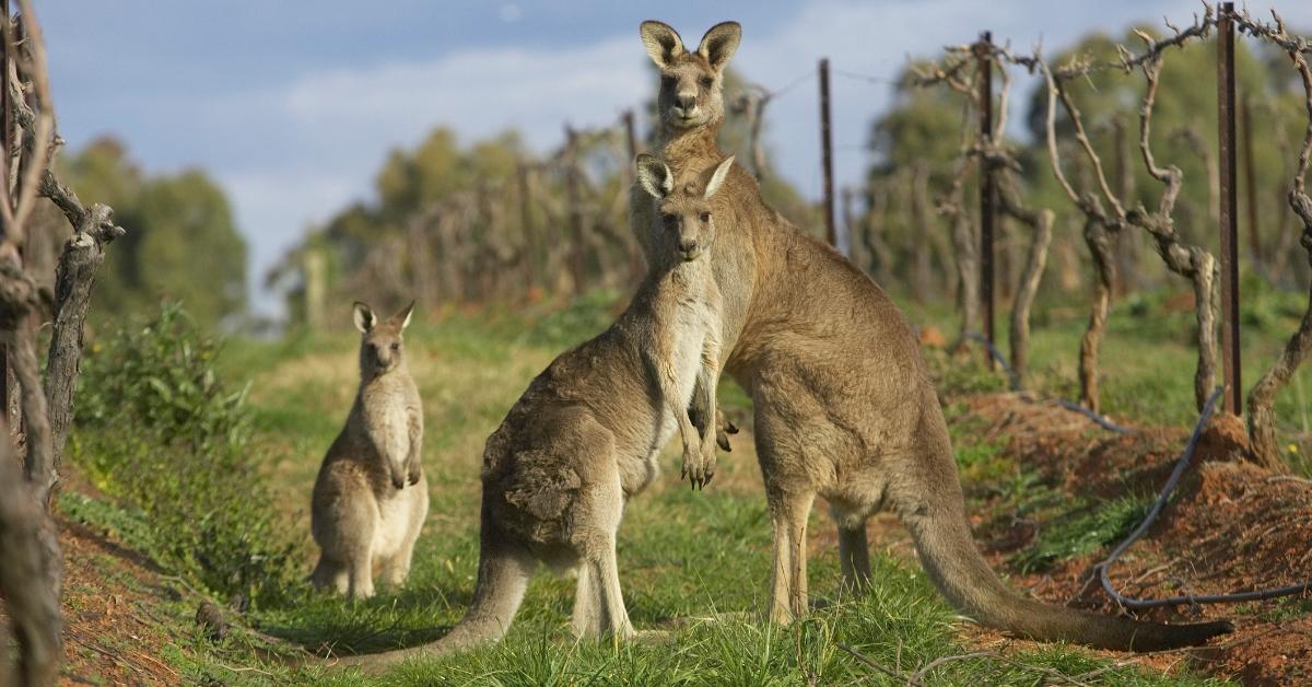 A family of three kangaroos. 