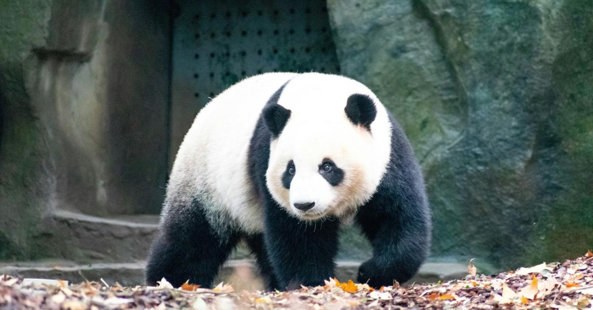 The Giant Panda Has Officially Come off the Endangered List