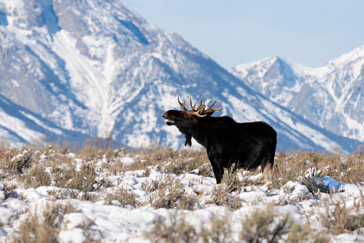 A bull moose is pictured during the winter season at Grand Teton National Park.