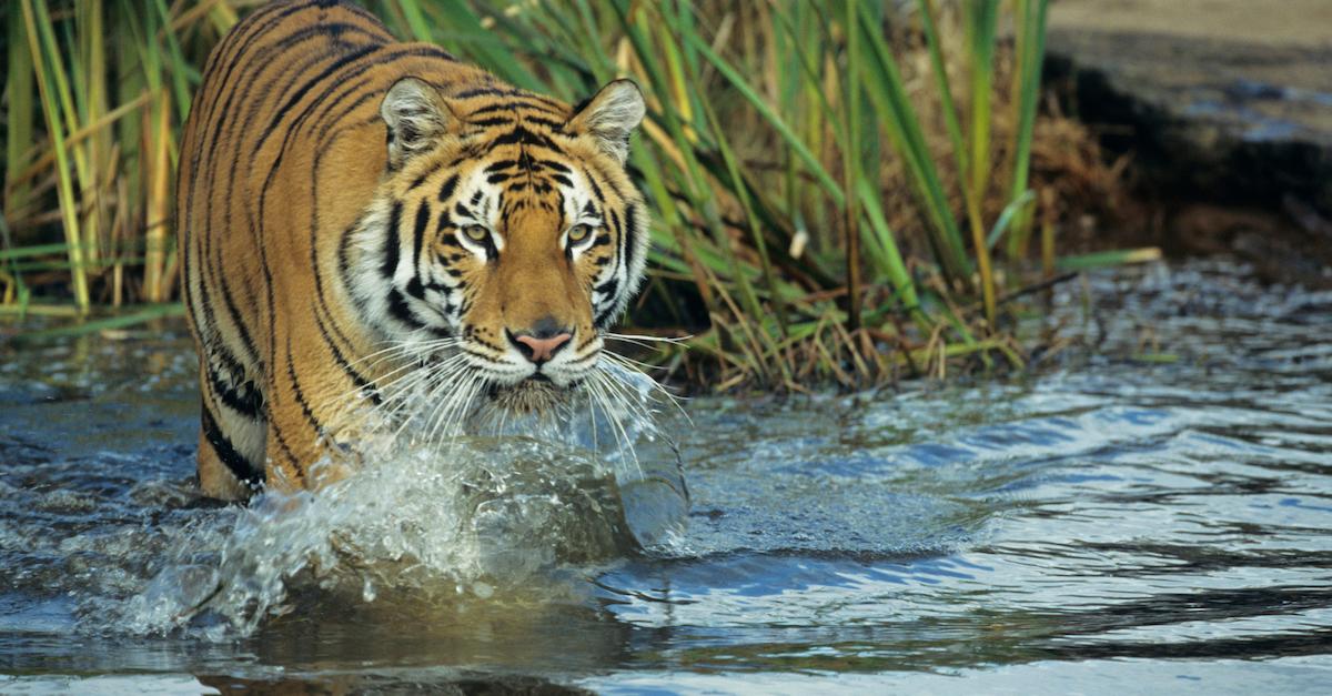 Tiger crawling in water