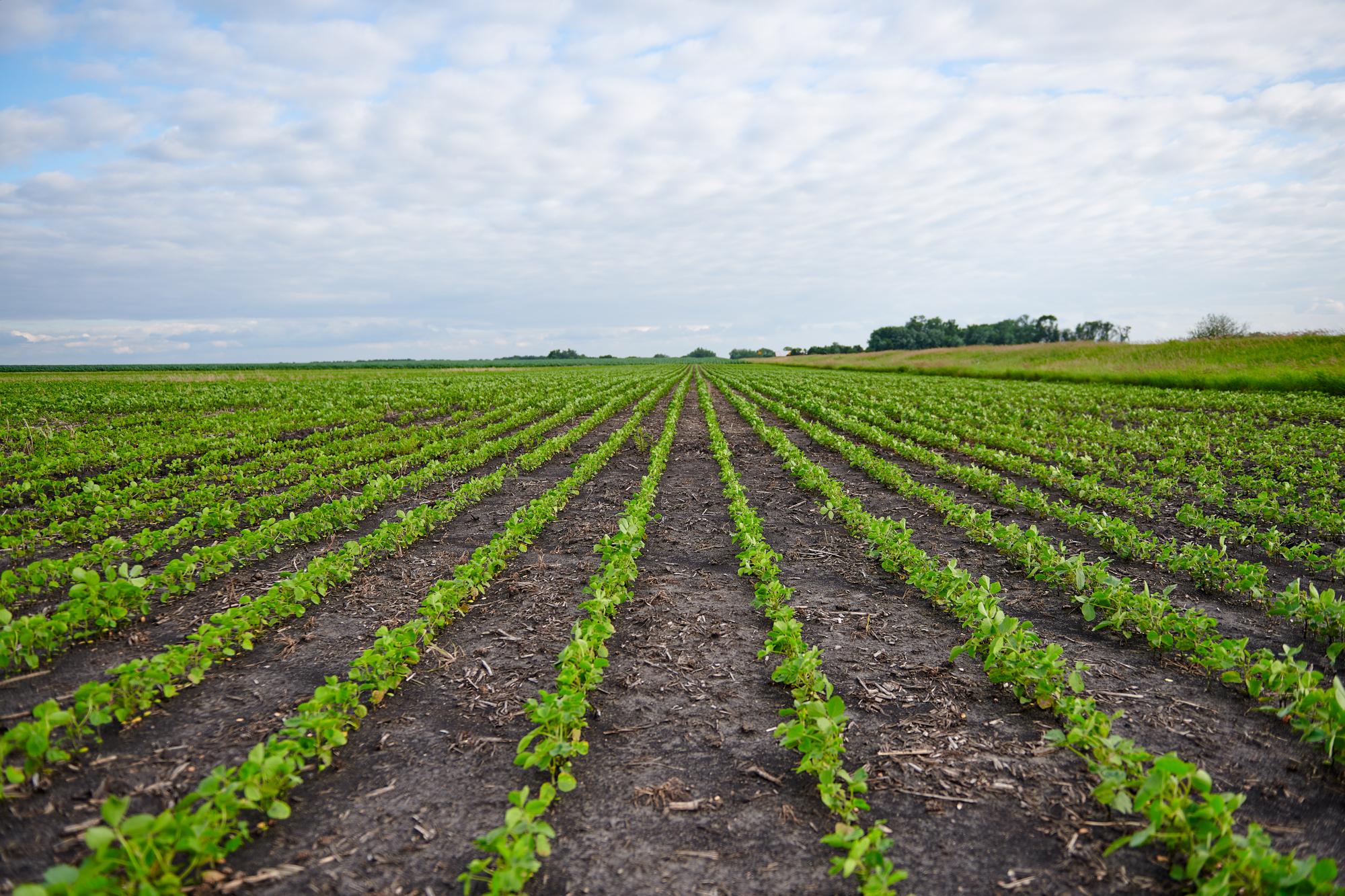 Photos depict soybean farms across the U.S., provided by United Soybean Board