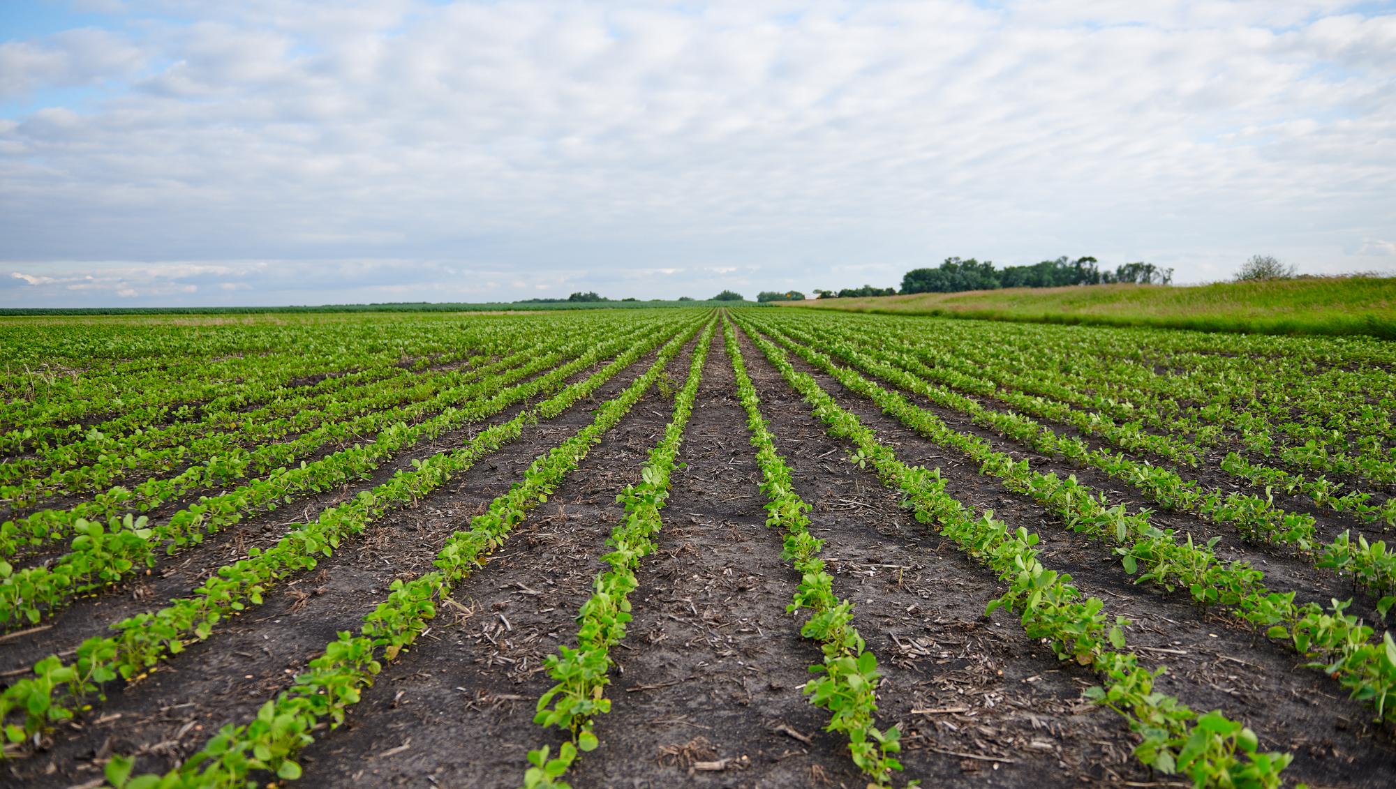 Sustainable Soybean Farmer Tony Mellenthin Shares His Earth Day Plans