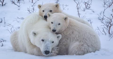 Pile of three polar bears cuddling in the snow