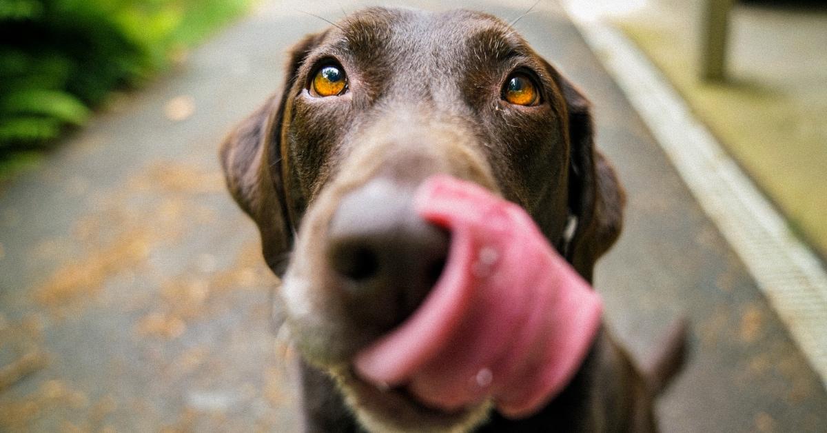 Chocolate lab looking at the camera and licking his snout with his tongue.