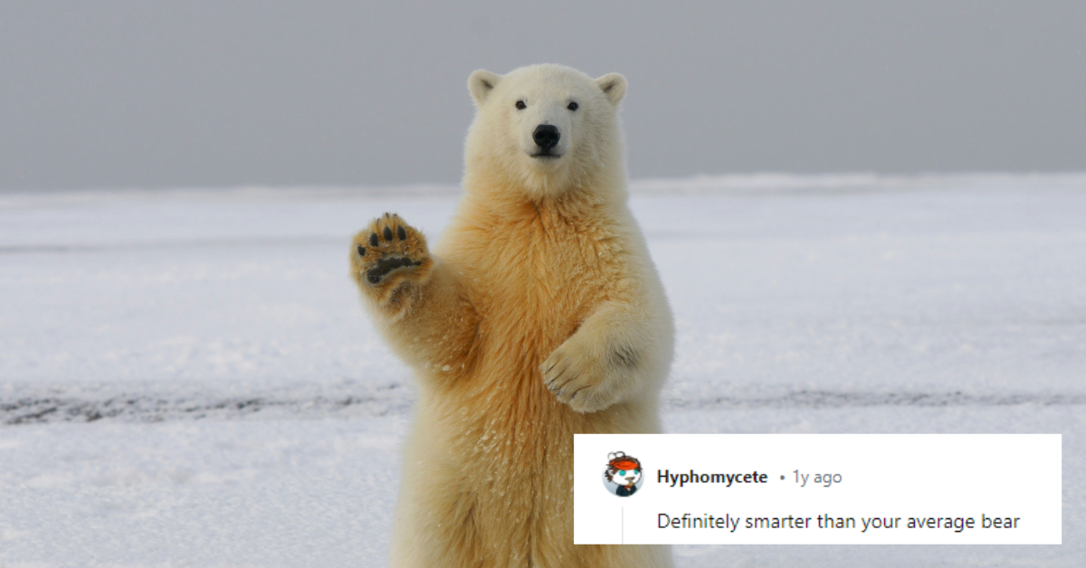 A waving polar bear stands in an icy tundra