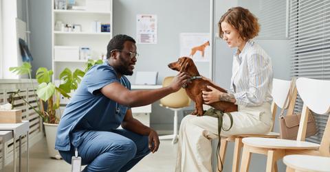 A vet in blue scrubs pets a dachshund in a client's lap.