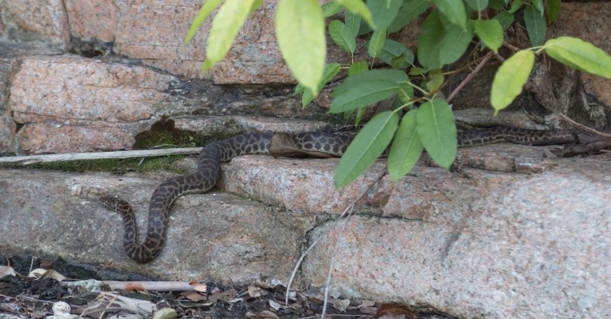 Wild python slithers on rocks.