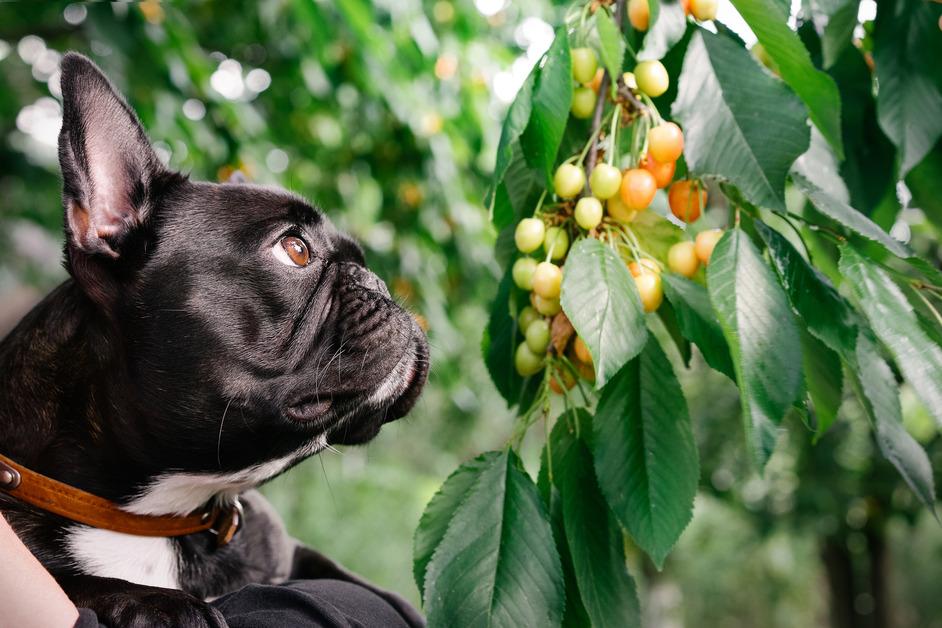 Black bulldog looking at unripe cherries on a tree. 