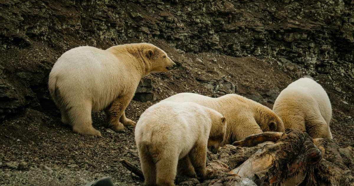 White-furred polar bears feed on an animal carcass. (Representative Cover Image Source: Pexels | Francesco Ungaro)
