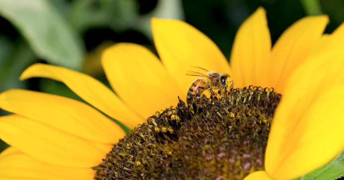 how keep bees away humingbird feeder