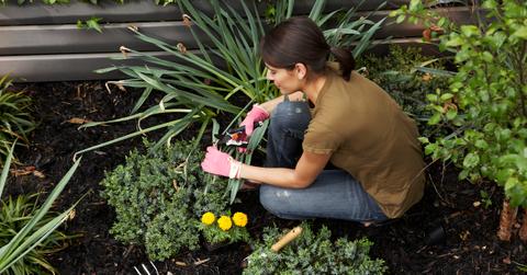no till gardening how to get started