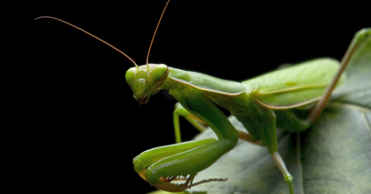 A praying mantis on a leaf