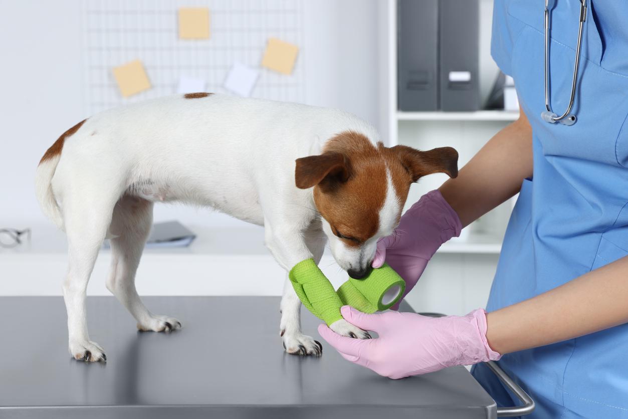 A veterinarian with gloved hands applies a green bandage around a curious dog's front-right leg in a veterinarian office.