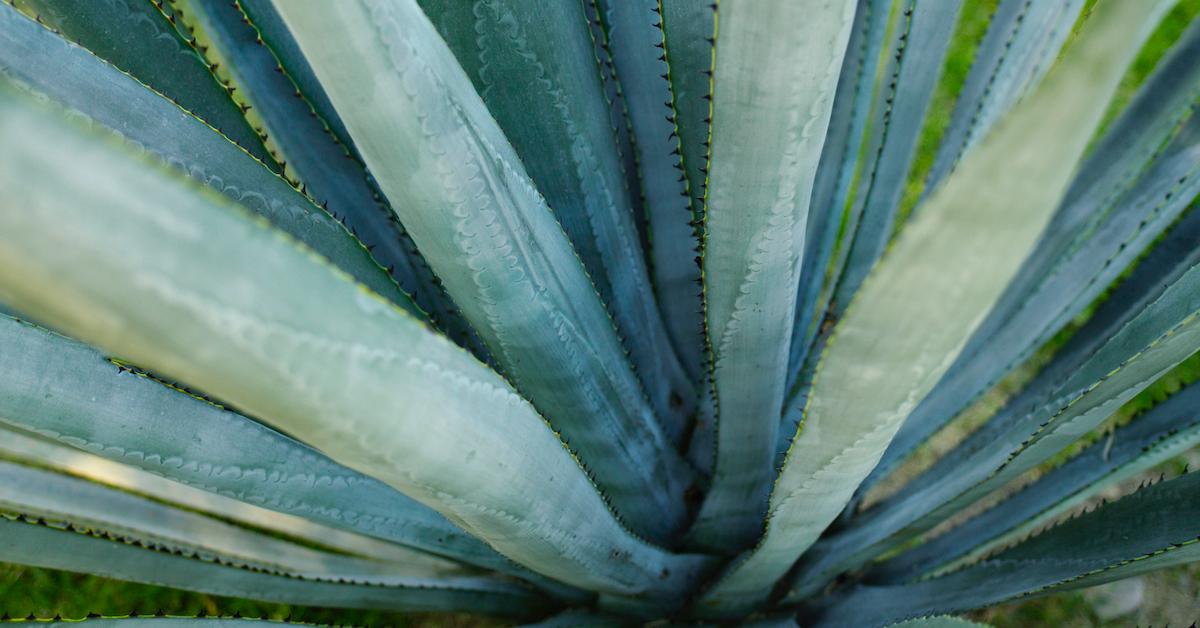 Agave