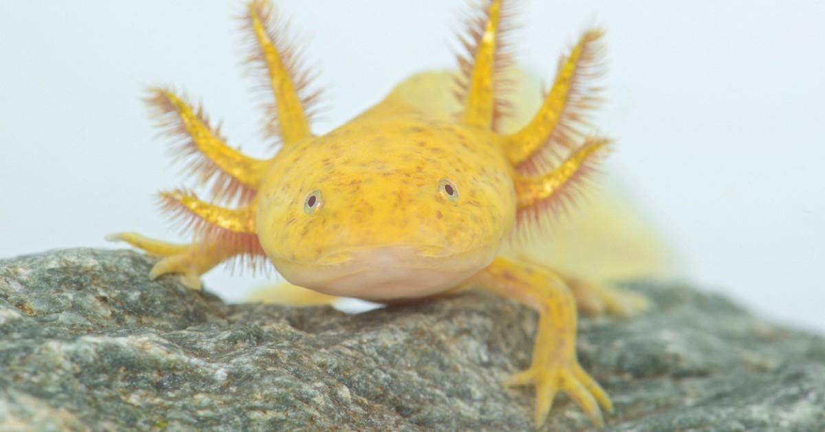 A yellow axolotl sits atop a gray rock