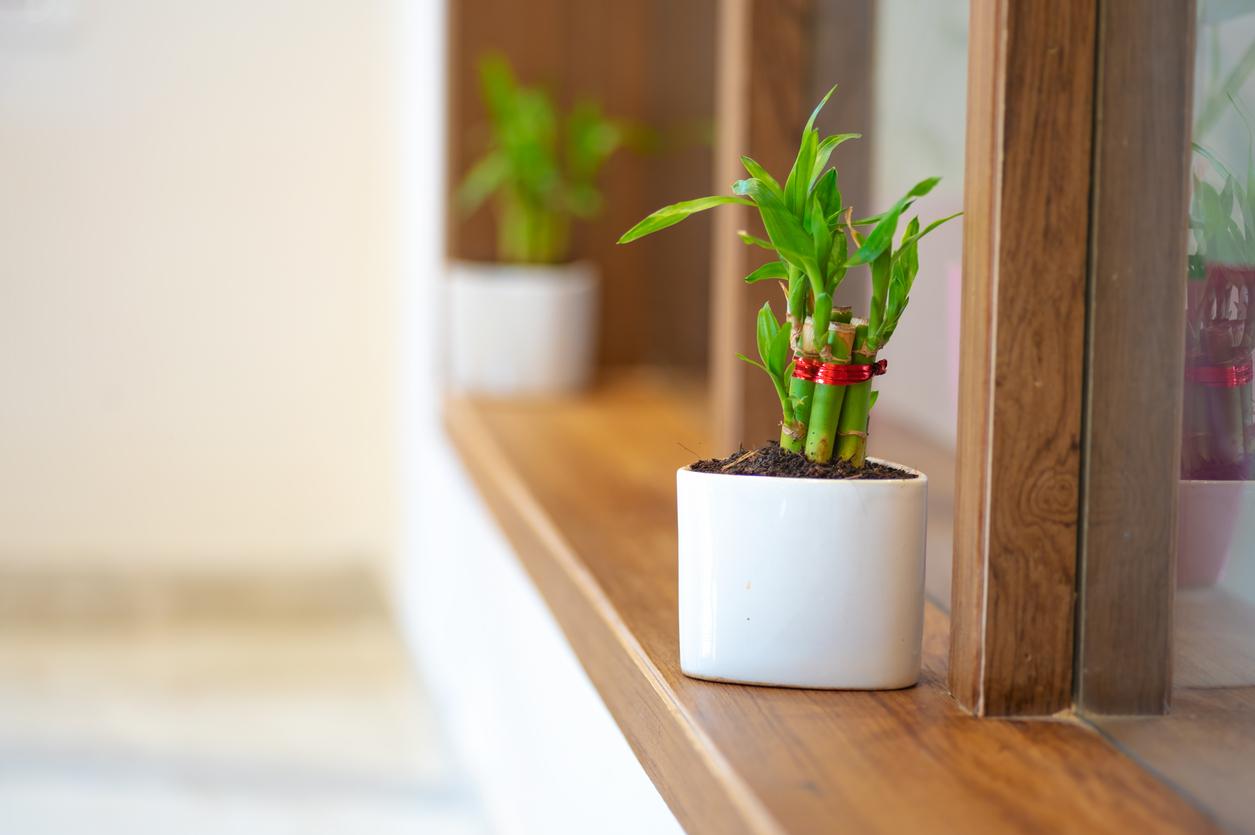 A lucky bamboo houseplant is pictured in a white pot on a wooden windowsill.