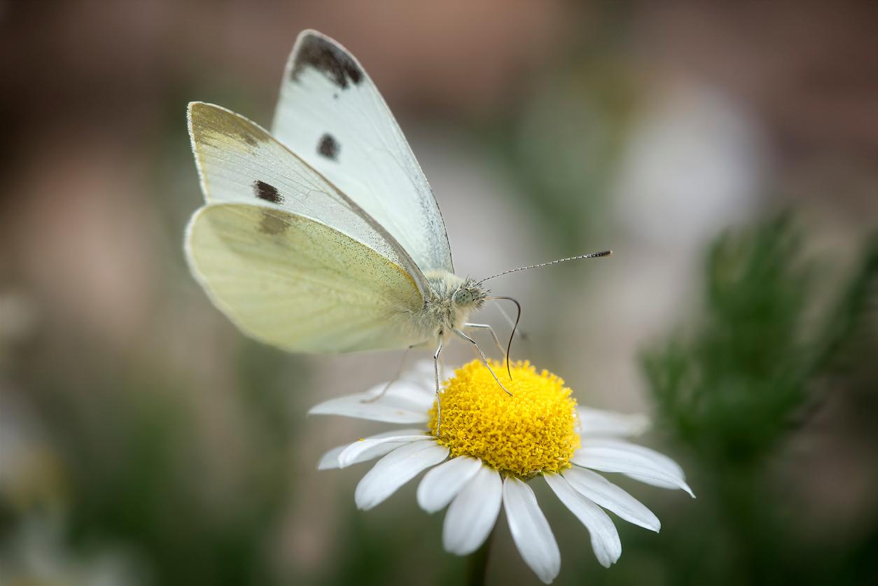 A white Cabbage Moth appears perched atop a yellow and white flower.