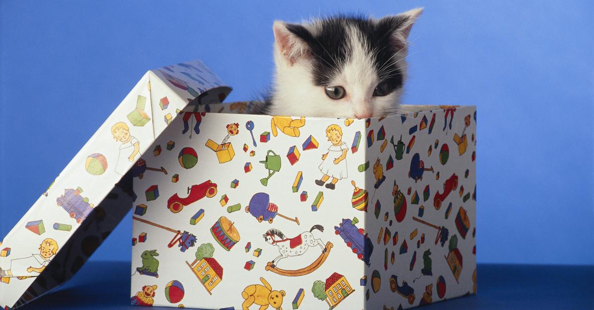 Black and white kitten peeking out of a multi colored box.