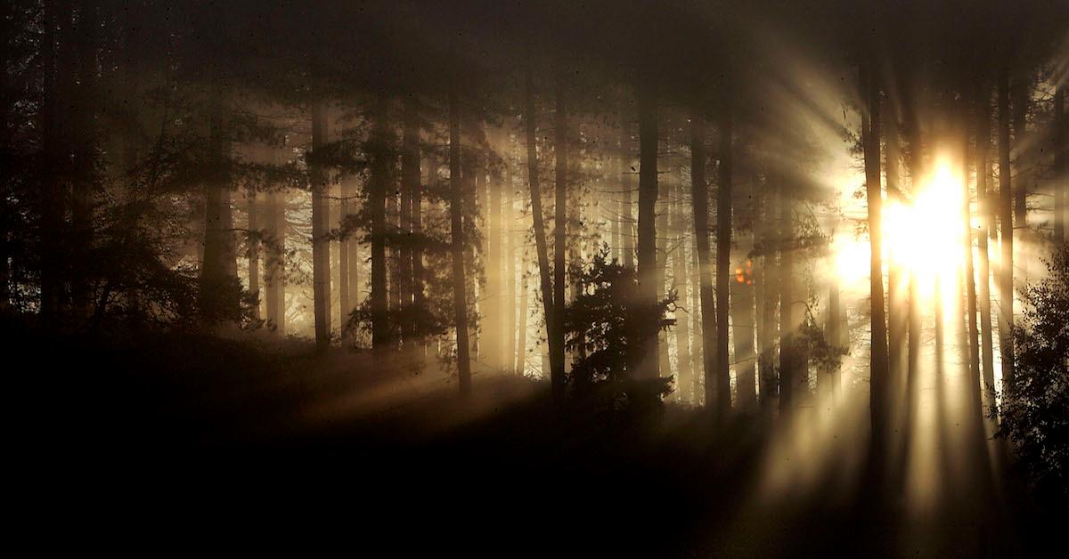 The sun breaking through the darkness in a forest