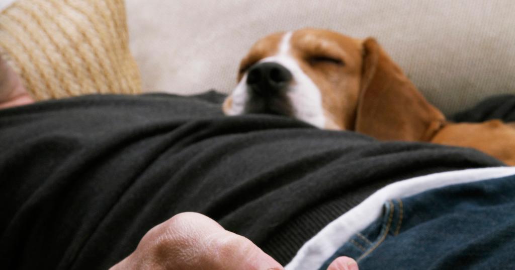 Where Should My Dog Sleep?