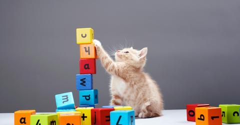 What is my cat trying to tell me?