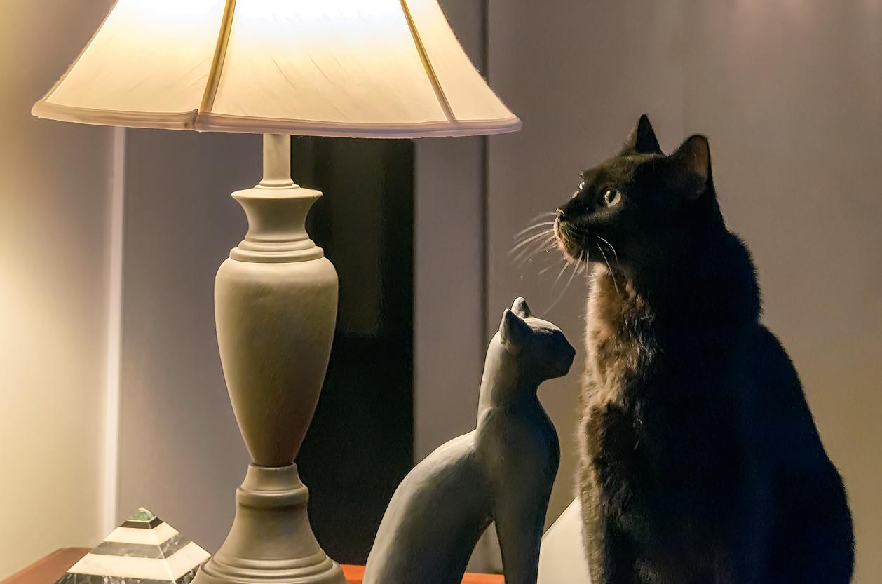 A black cat looks up towards a lamp beside a statue of a cat.