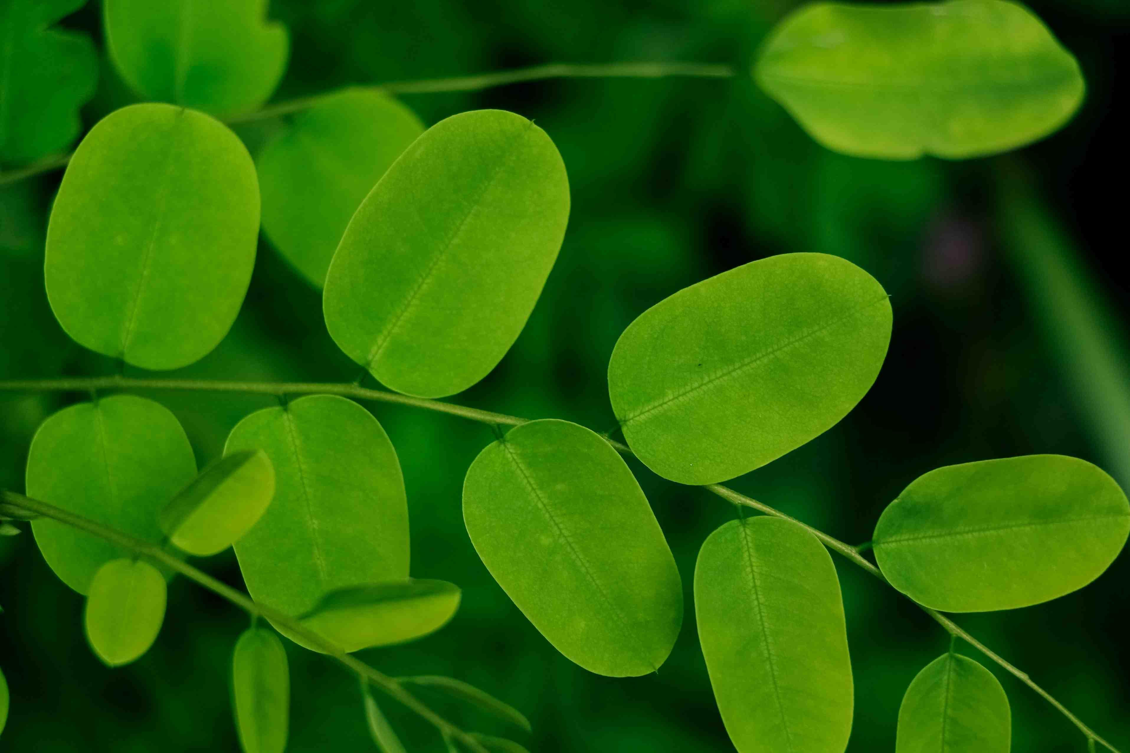 A moringa plant's leaves are pictured.