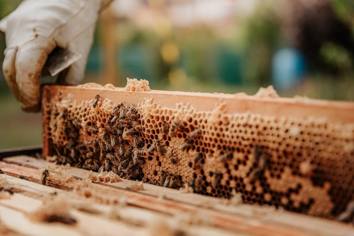 a honeycomb with many bees on it