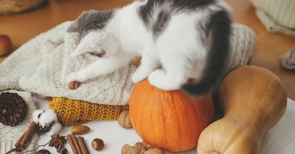 A cat playing with an acorn and cinnamon sticks. 