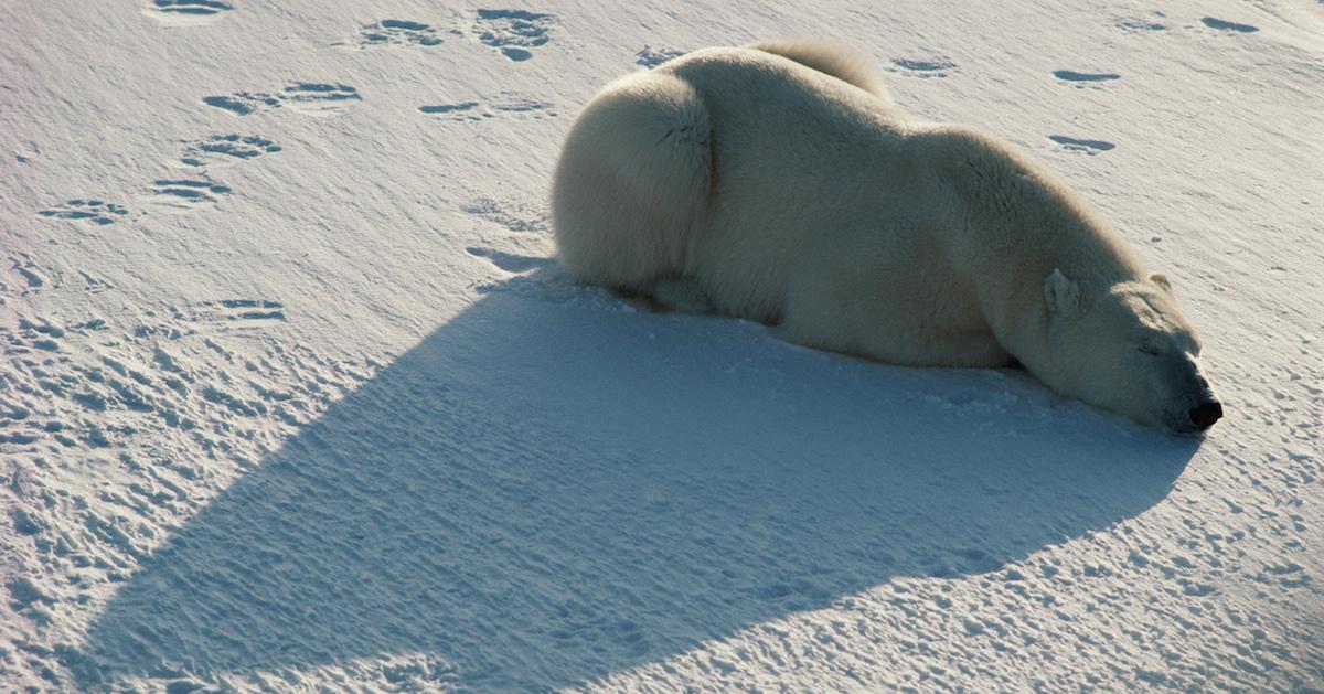 what is the difference between an endangered species and a threatened species