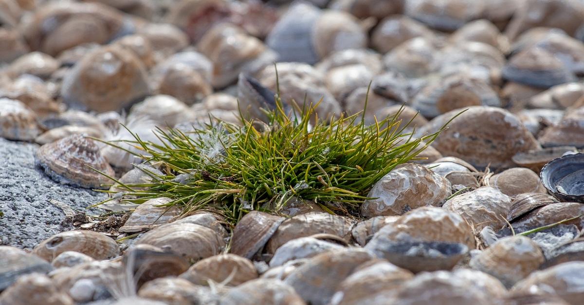 Close-up photograph of Antarctic Hair Grass on top of mussels. 