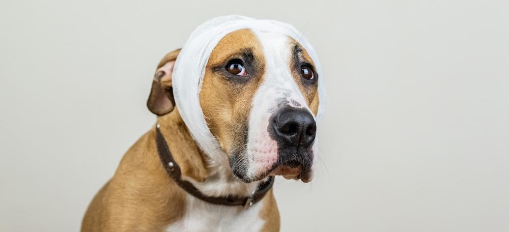 can-dogs-get-concussed-what-to-do-if-your-pup-gets-hurt