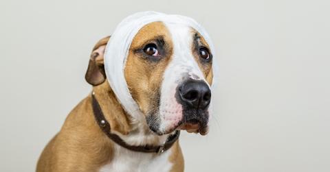 A dog with bandages around their head.