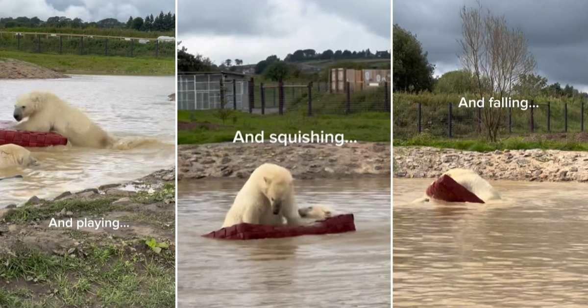 Polar Bear playing with a raft (Cover Image Source: Instagram | Photo by @peakwildlifepark)