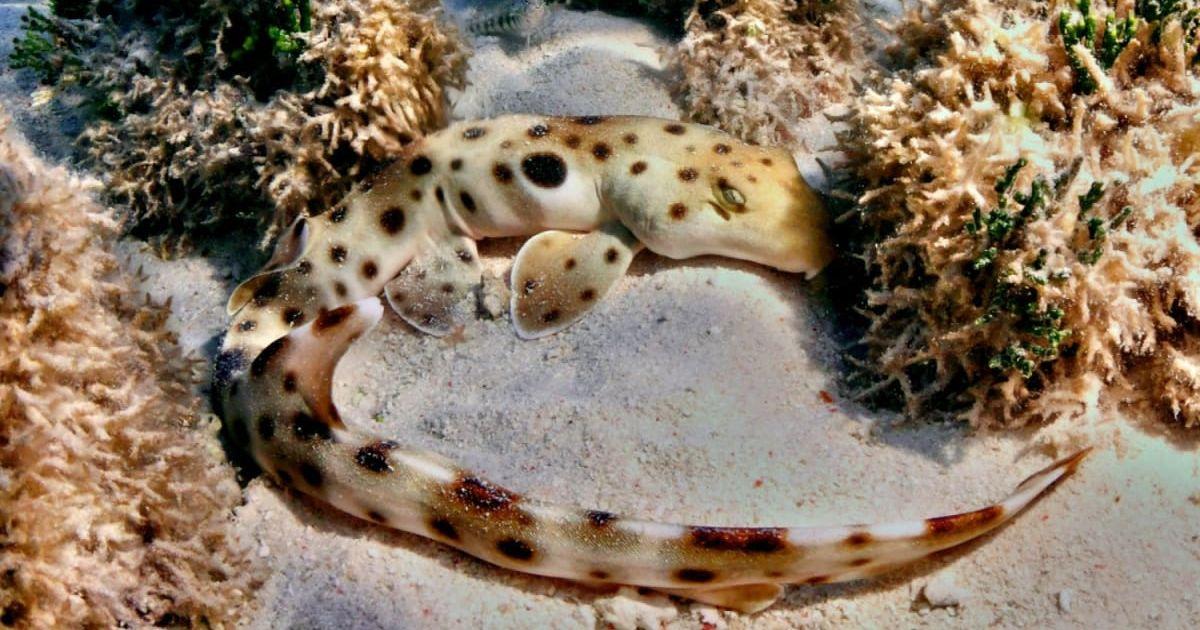 Epaulette shark curled up amongst corals off Heron Island. (Cover Image Source: Johnny Gaskell | James Cook University)