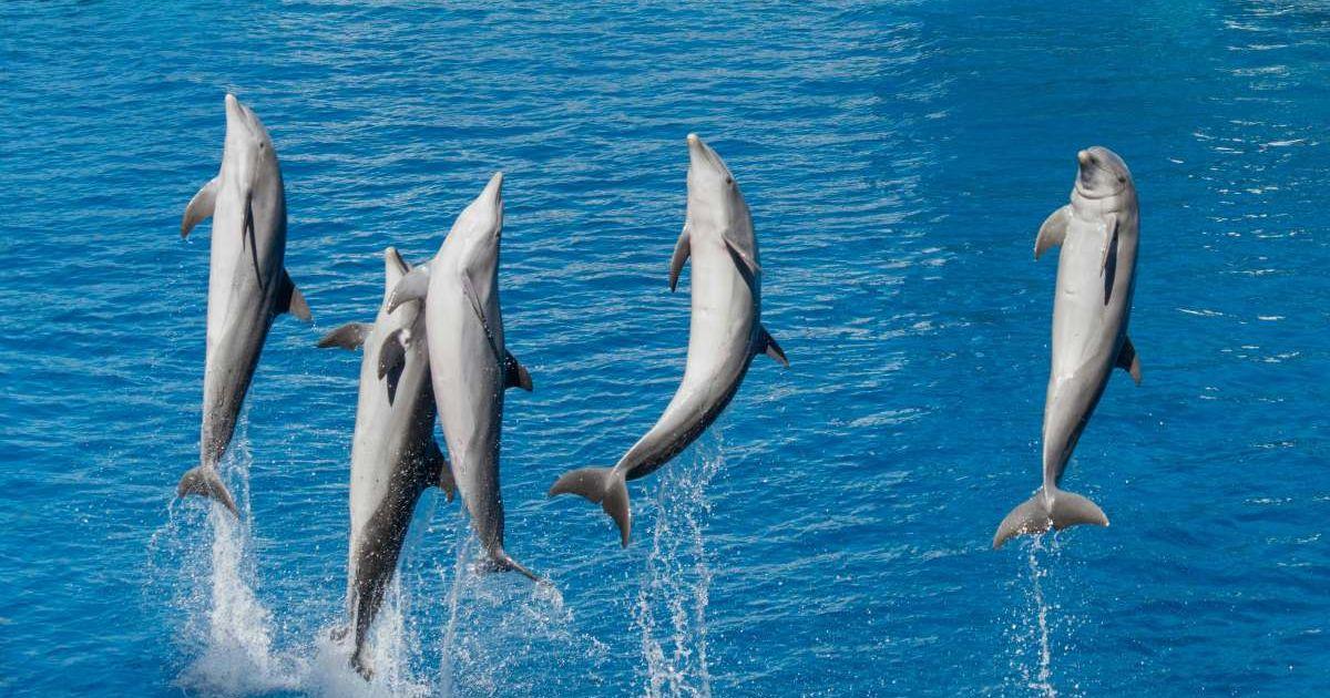 Dolphins in a water park leaping out of the water. (Representative Cover Image Source: Pexels | Emilio Sánchez Hernández)