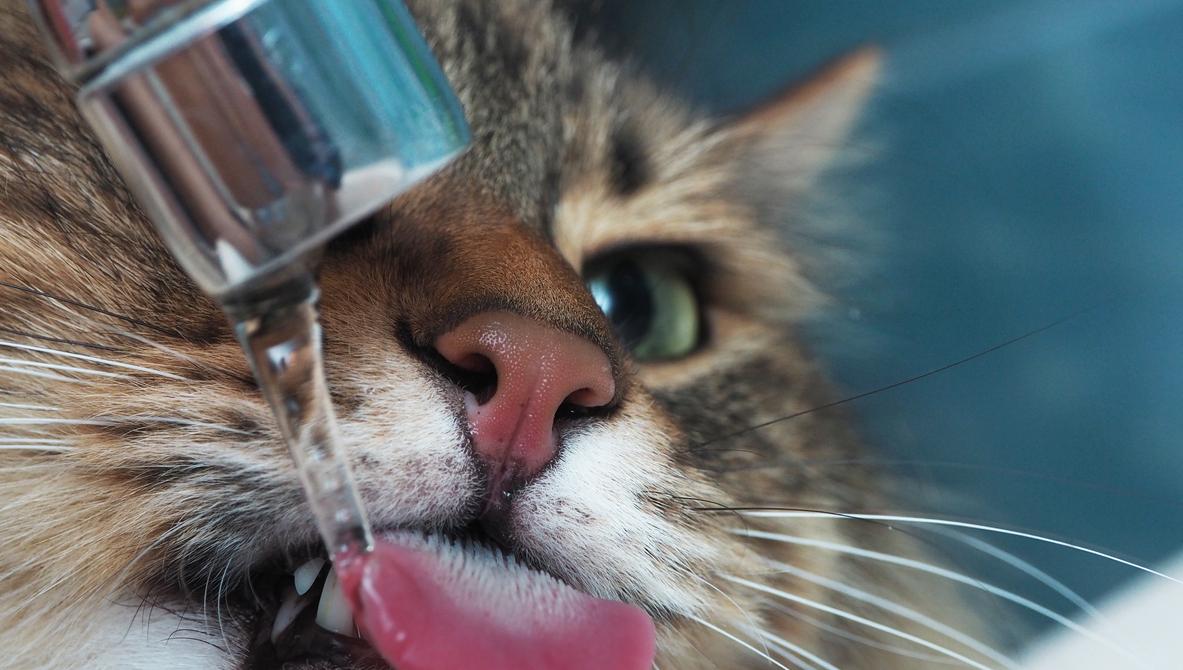 why-are-cats-noses-wet-the-answer-isn-t-so-straightforward