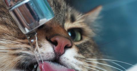 A cat places its head under a faucet, which pours water on its tongue.