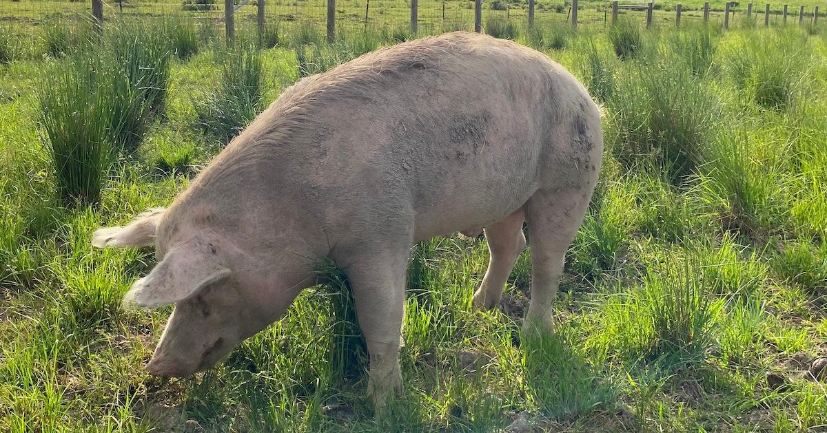 A pig stands on grass