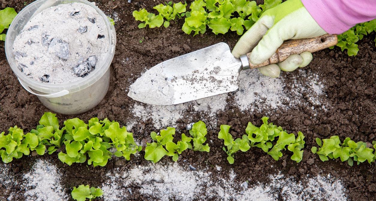 Is Charcoal Ash Good for Plants? Pros and Cons