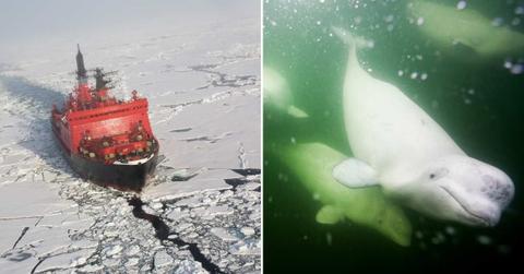 (L) A Russian icebreaker ship in the North Pole; (R) Beluga whales swim under the ocean. (Representative Cover Image Source: Getty Images | (L) SeppFriedhuber; (R) Paul Souders)